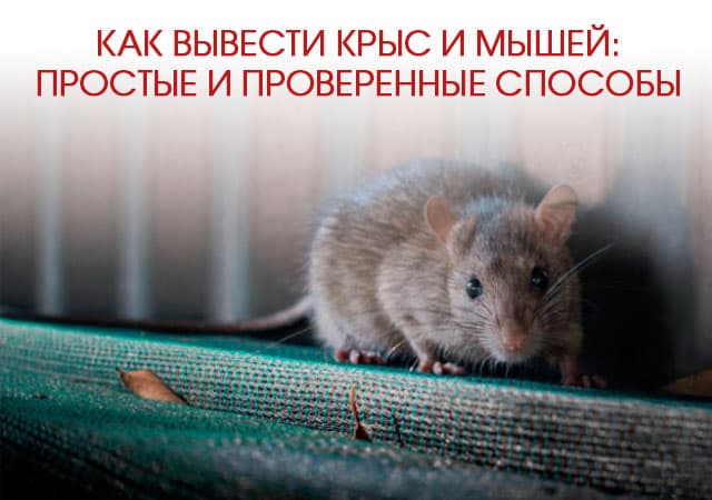 Как вывести крыс и мышей в Клину: простые и проверенные способы