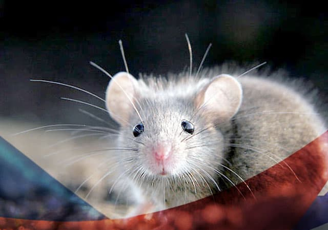 Уничтожение мышей в Клину